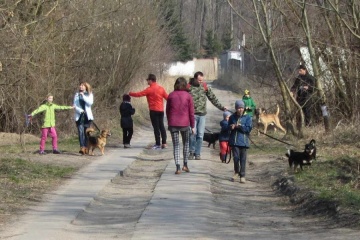Sto bezdomnych psów wyszło na spacer
