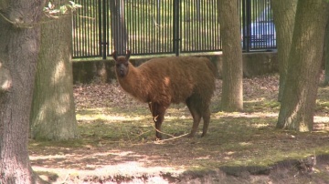 Lama z konińskiego parku jest zdrowa, âtrzeźwa