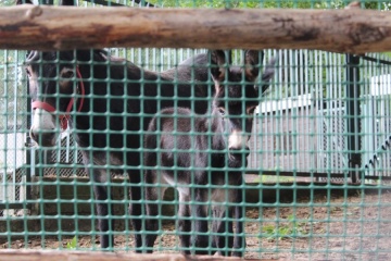 Nowy mieszkaniec w konińskim zoo. Czekali ponad rok.