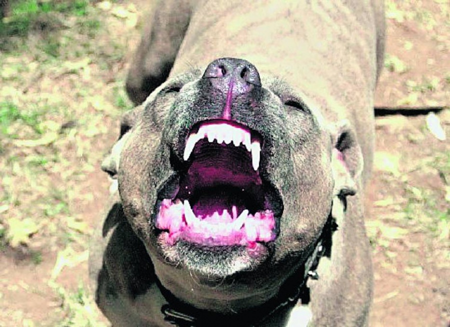Spuszczony ze smyczy agresywny pies dotkliwie pogryzł 24-latka