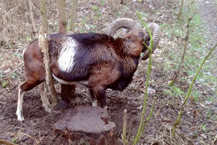 Wałęsające się po lesie psy zabijają muflony