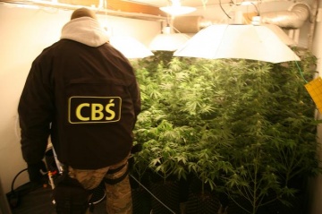 CBŚ zlikwidował plantację