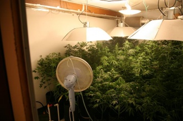 CBŚ zlikwidował plantację