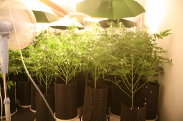 CBŚ zlikwidował plantację