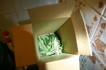 CBŚ zlikwidował plantację