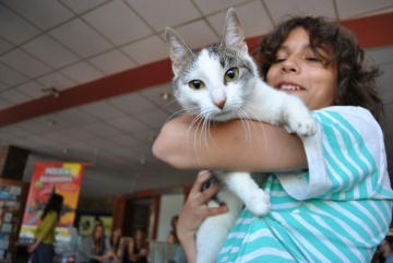 Koty czekają na dom