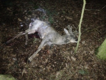 Psy polują bezkarnie