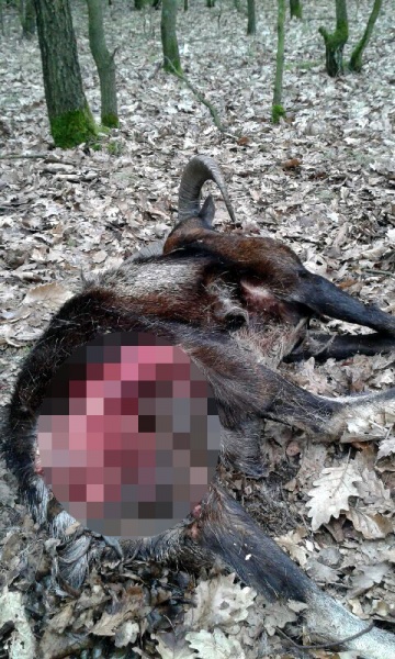 Wałęsające się po lesie psy zabijają muflony