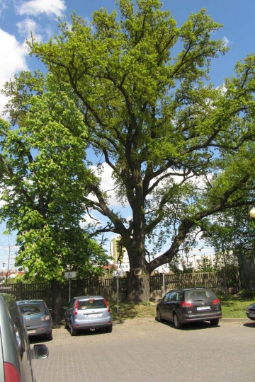 Konińskie wspomnienia: Jak park stał się parkingiem
