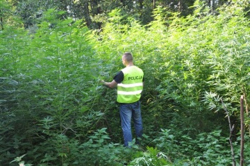 Leśną plantację marihuany zlikwidowali kolscy policjanci