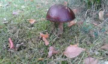 Grzybiarze zawiedzeni. Ten sezon będzie bardzo skromny