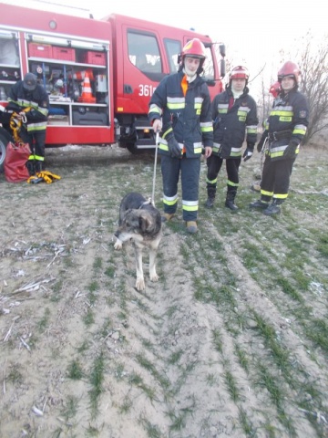 Konińscy strażacy uratowali psa, który spadł ze skarpy