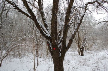 Porządki przy ulicy Południowej. Powstanie sad owocowy