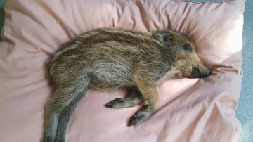 Mały dzik trafił do konińskiego schroniska. Został znaleziony przy drodze