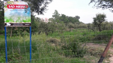 Zapuszczony sad miejski. Nie ma kto zadbać o owocowy zakątek