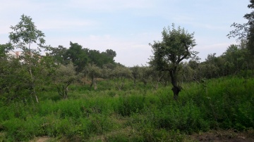 Zapuszczony sad miejski. Nie ma kto zadbać o owocowy zakątek