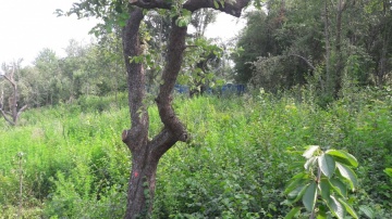 20160727_150300_resized