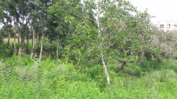 20160727_150309_resized