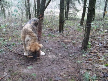 Lubstówek. W środku lasu znaleziono psa w sidłach