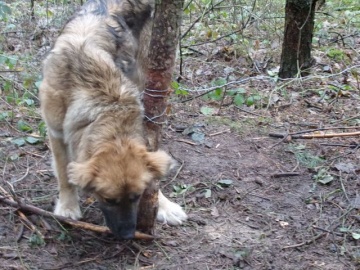 Lubstówek. W środku lasu znaleziono psa w sidłach