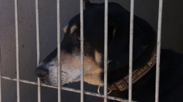 Konin. Nowe schronisko dla bezdomnych psów? Nie w tej kadencji