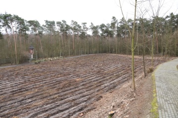 Grąblin. Na terenie sanktuarium maryjnego rośnie las sosnowy