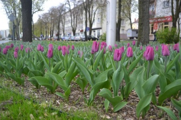 Wielkie powroty w centrum Konina. Dworcowa obsypana tulipanami