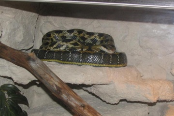 Konin. Trzymetrowy wąż chiński 