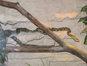 Happy End. Trzymetrowy wąż chiński wrócił do domowego terrarium