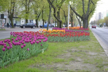 Tulipany zakwitły w centrum Konina. Zobaczcie kwiatowy dywan