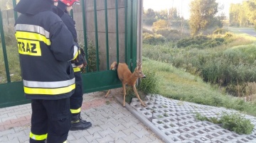 Na ratunek! Konińscy strażacy ratowali zwierzęta z opresji