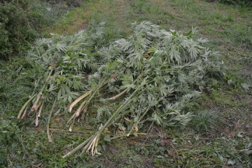 Golina, Kleczew. Policjanci zlikwidowali dwie plantacje marihuany