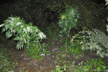 Zlikwidowana plantacja marihuany. Zarzuty dla dwóch 18-latków