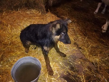 Pies wpadł do szamba. Zwierzę uratowali konińscy strażacy