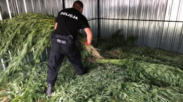 Powiat kolski. Policjanci zlikwidowali plantację konopi indyjskich