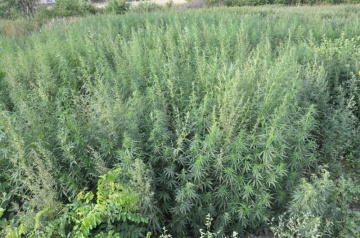 Powiat kolski. Policjanci zlikwidowali plantację konopi indyjskich