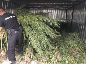 Powiat kolski. Policjanci zlikwidowali plantację konopi indyjskich