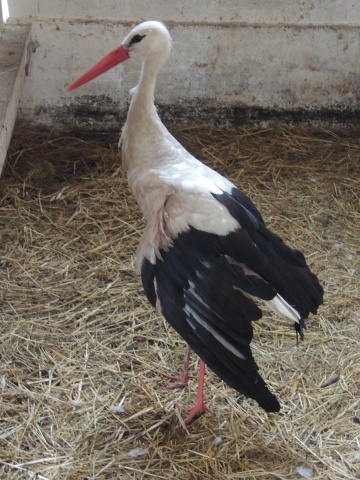 Kijowiec. Bocian ze złamanym skrzydłem został uratowany