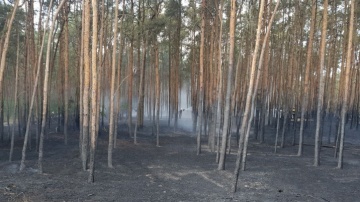 Pożar lasu w Ruminie. Osiem jednostek PSP i OSP walczy z ogniem
