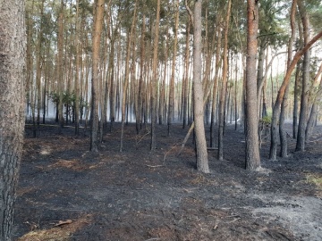 Pożar lasu w Ruminie. Osiem jednostek PSP i OSP walczy z ogniem