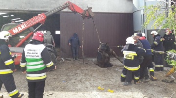 Uwięzione byki wyciągnięte na powierzchnię przez strażaków