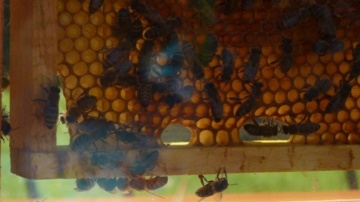 Wsparcie dla pszczelarzy. Dofinansowanie na węzy pszczele