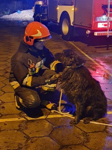 Sławsk. Strażacy wyciągnęli psa ze studzienki kanalizacyjnej