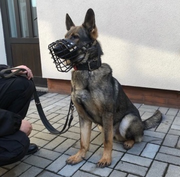 Grzegorzew. Policyjny pies Goran odnalazł zaginionego mężczyznę