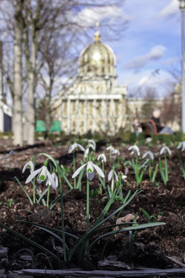 1583150420-s0r8is-krokusy7.jpg