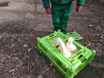 Dwanaście uratowanych kaczek znalazło azyl w Parku Chopina