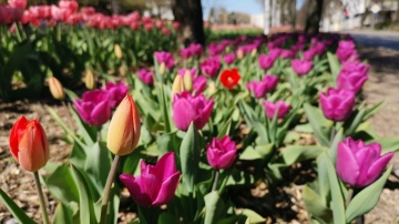 Kolorowe centrum Konina. Na ul. Dworcowej zakwitły tulipany!