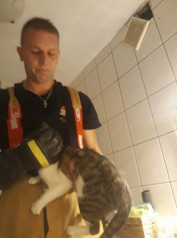 Strażacy uratowali kota uwięzionego w przewodzie wentylacyjnym