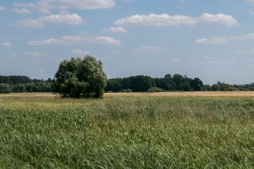 1627756252-zwddw8-_mg_3383.jpg