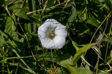 1627756252-yw3_gh-_mg_3384.jpg